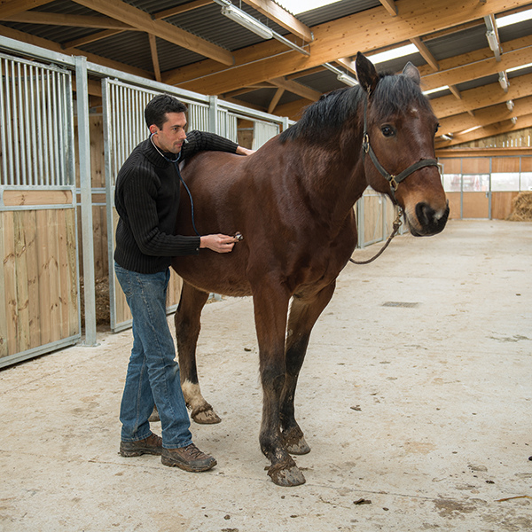 Equine Veterinary Crisis: Sustaining Emergency and Critical Care Services in an Ever-Changing Landscape