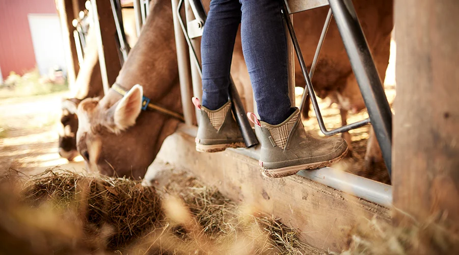Best All‑Season Muck Boots for Equestrians | Review & Guide