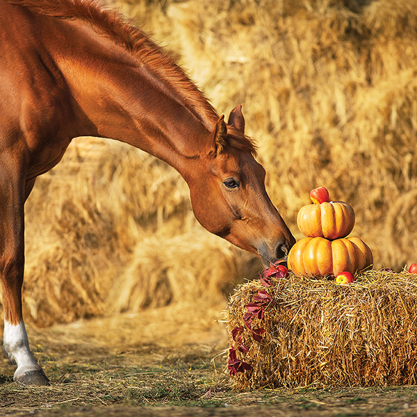 Trick or Treat, Nutritional Benefits of Pumpkins for Horses