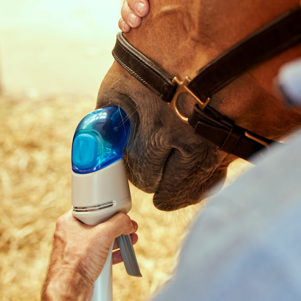 Equine Respiratory Resilience in the Summer