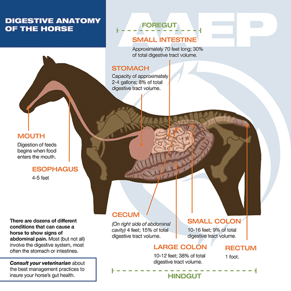 aaep-graphic-web.jpg