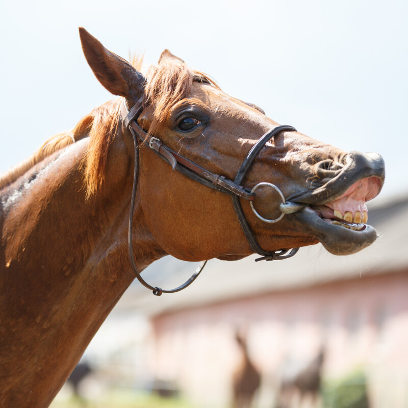 Why Do Horses Show Their Teeth? Understanding Equine Behavior