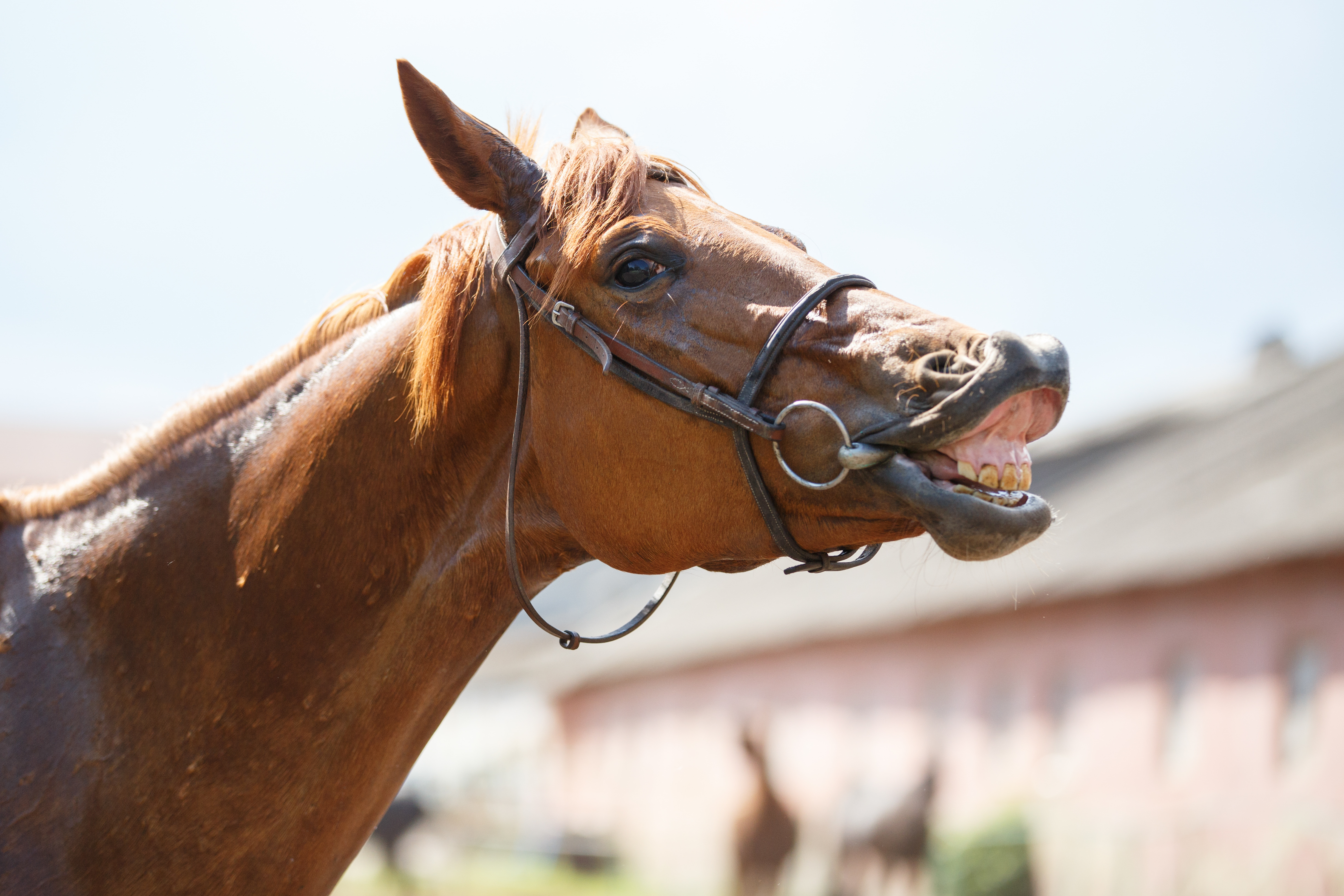 Why Do Horses Show Their Teeth? Understanding Equine Behavior