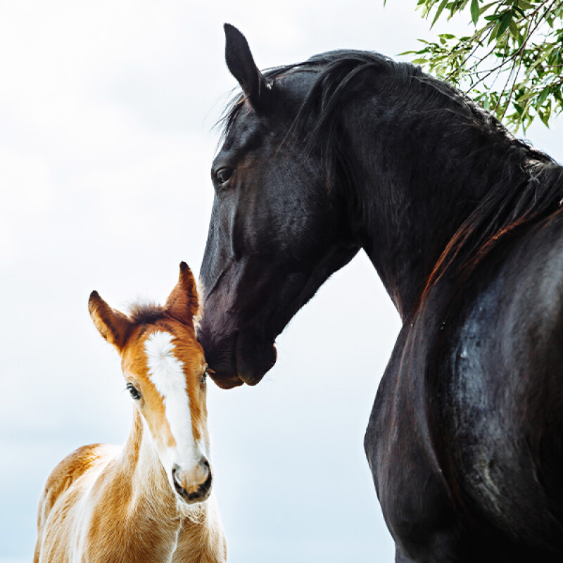 April 2026 Digital Edition