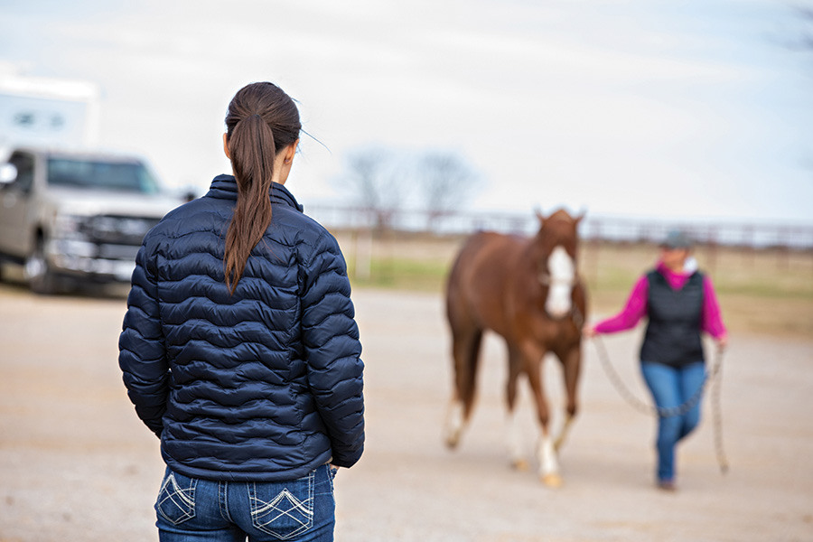 Understanding Equine Protozoal Myeloencephalitis (EPM):  A Silent Threat to Horses