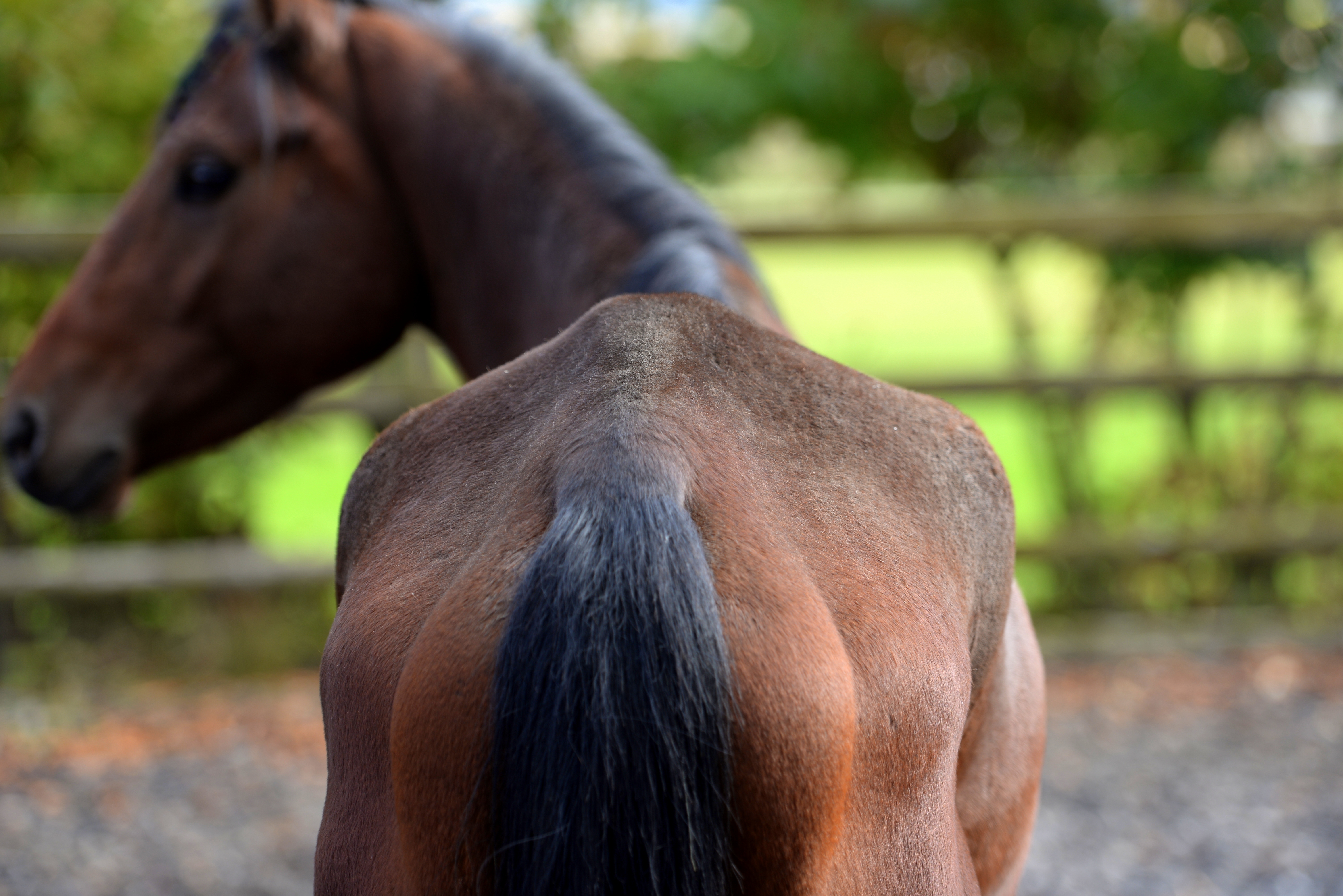 Stop White Muscle Disease: Essential Minerals for Horse Health