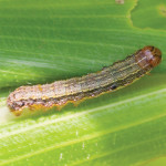 Preparing for armyworms
