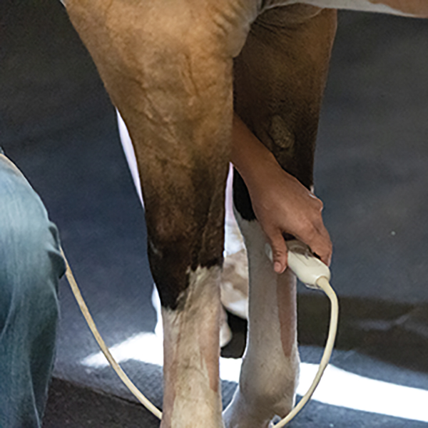 Equine Tendon and Ligament Injury Rehab