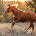 Best Horse Breeds for Beginners
