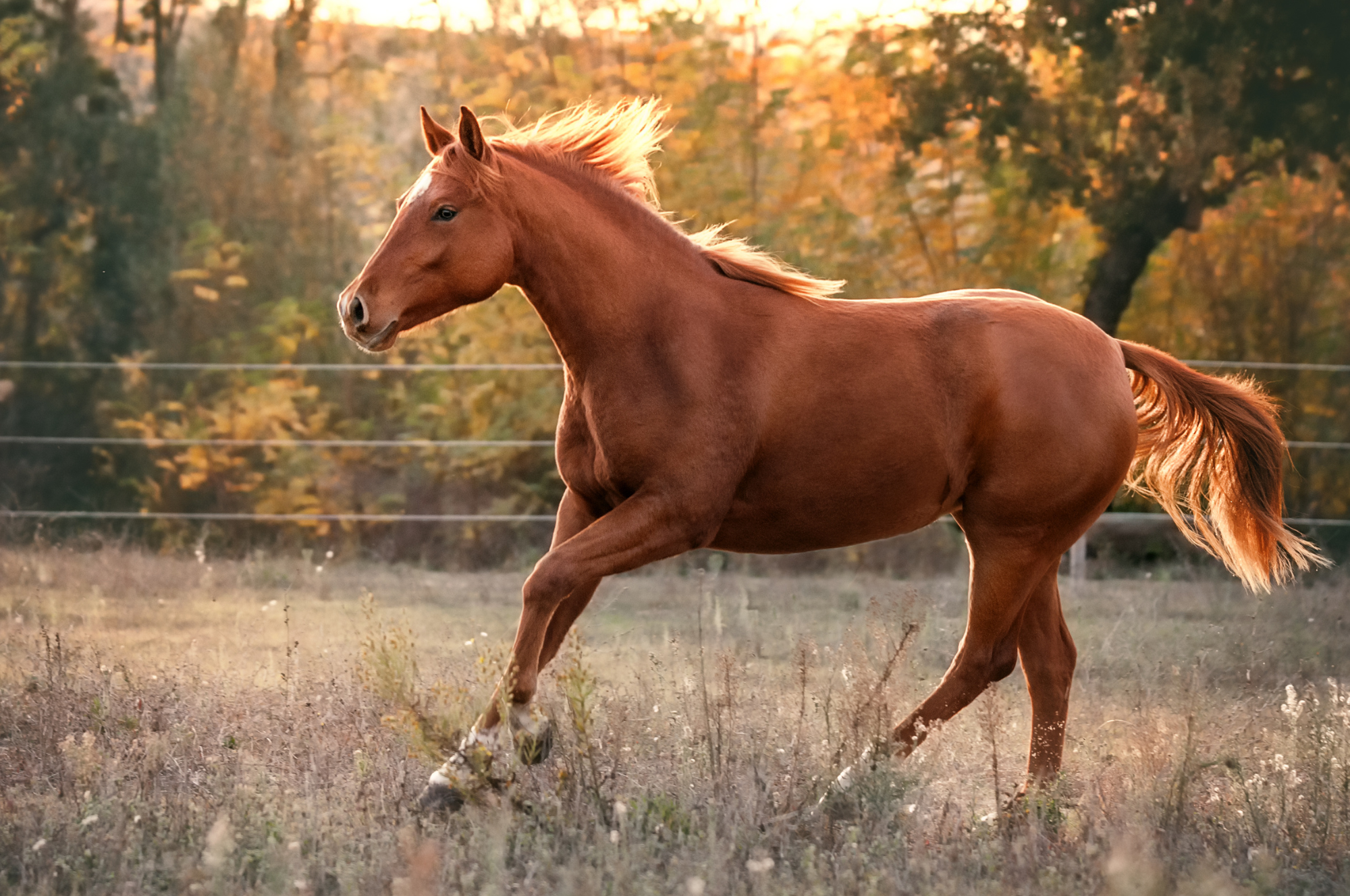 Best Horse Breeds for Beginners: Friendly & Easy to Train