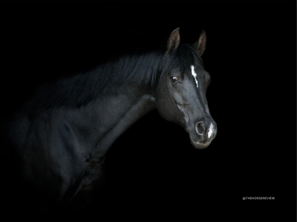 EHV Outbreak Update: December 1, 2025