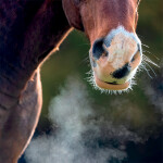 Horses' Basic Needs this Winter