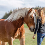 How Emotionally Intelligent Is Your Horse?