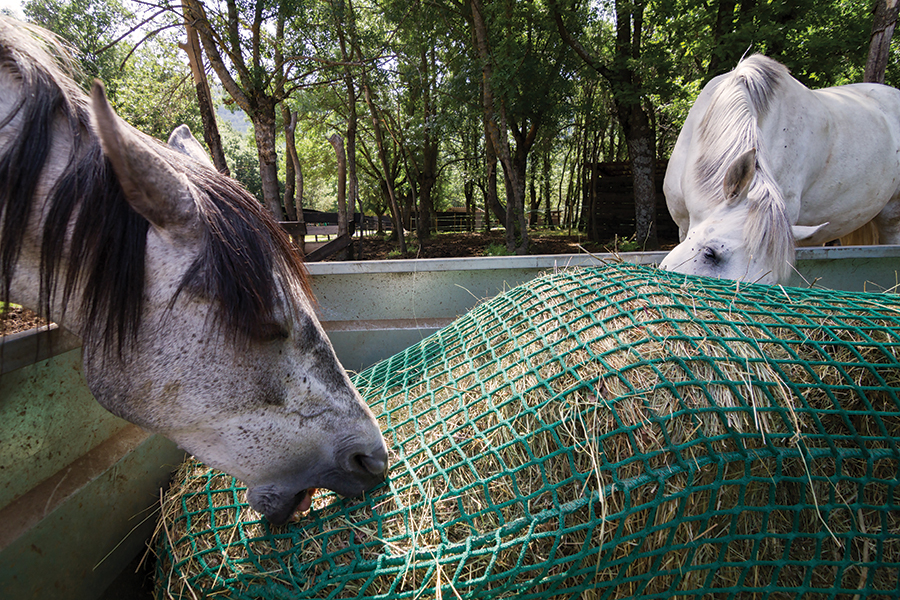 Benefits of Slow Hay Feeders