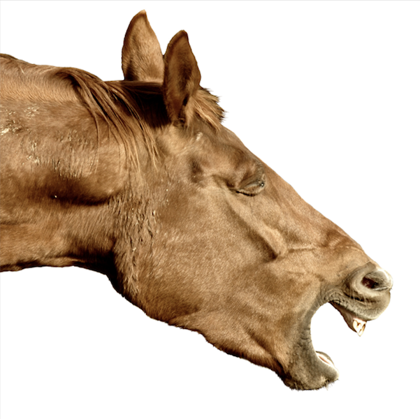 EHV/EHM Outbreak Summary Report: November 26, 2025