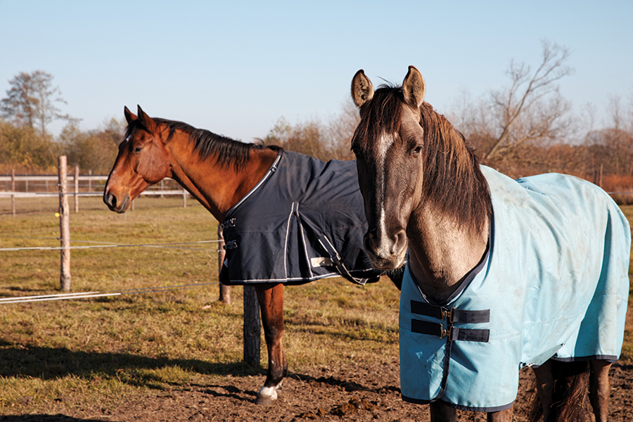 web-greener-pastures-winter-turnout.jpg