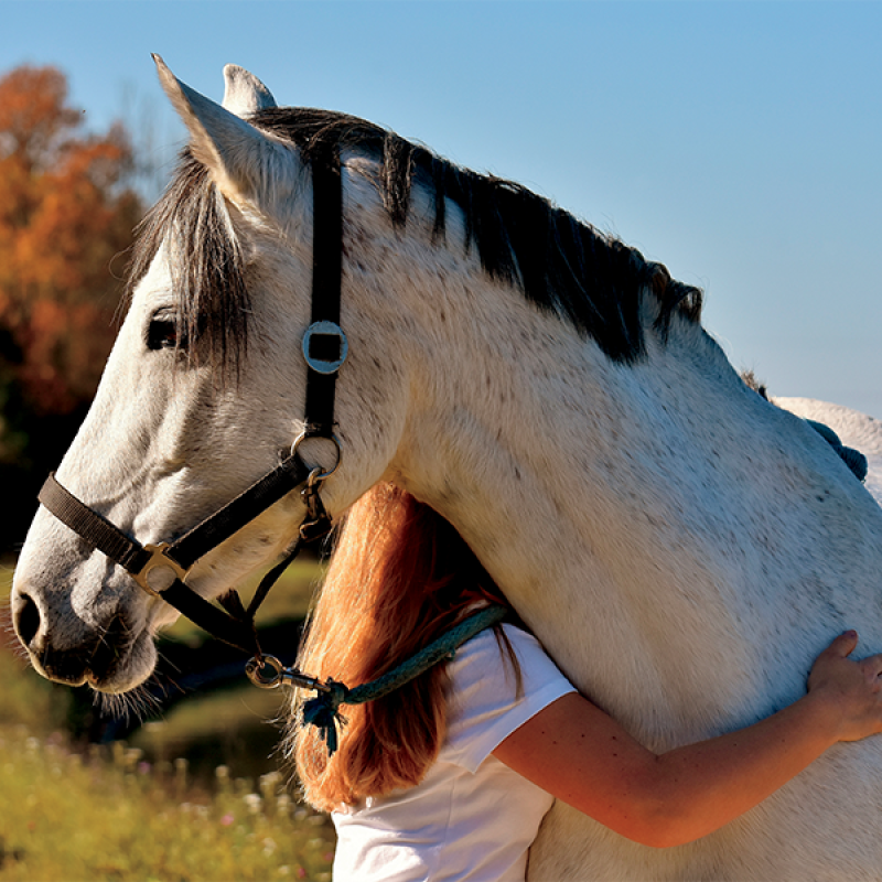 Sports Psychology:  Staying Mentally Prepared and Healthy throughout Show Season