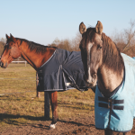 Optimizing Winter Time Turnout